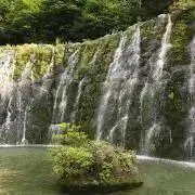 mintの画像