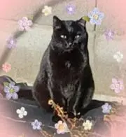 ✿弥生✿