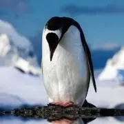 翠夏の画像
