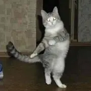 ねこどん