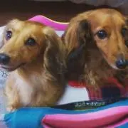 ひよのすけ