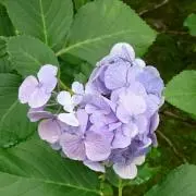 cocoaの画像