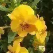 花筏の画像
