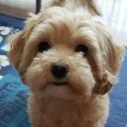 eiuta