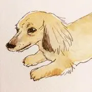 kakiの画像