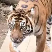 ふふふの画像