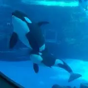 モモ