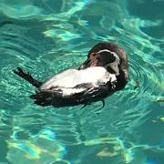 わたむつの画像