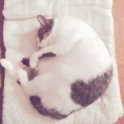 はなの画像