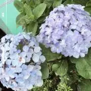 のん