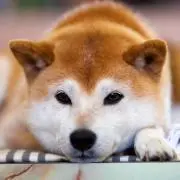 しばいぬの画像
