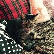 Rolling Catの画像