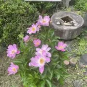eletsunoの画像