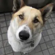 Masaの画像