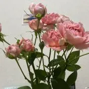 さなこの画像