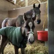 パープルの画像