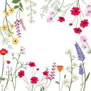 Irisの画像