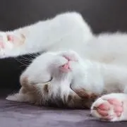 あやの画像
