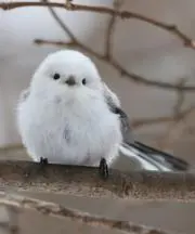 パステルミントの画像
