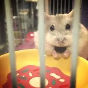 mimimiの画像