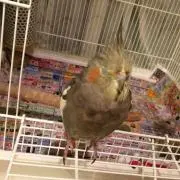 まこっちゃん