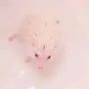 Hinomaruの画像