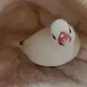 r （btspanman_7）の画像
