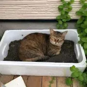 ヨッシ
