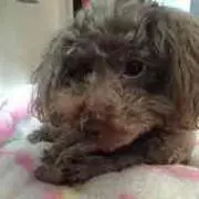 yukooの画像