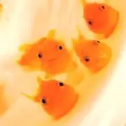 miya＊プロフ必読