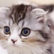 ねこまるの画像