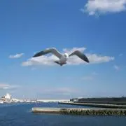 東洋１の釣りマスター