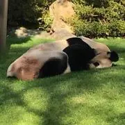 ザリガニの画像