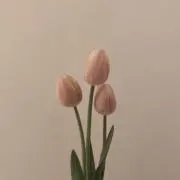 ASCの画像
