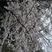 ぶー