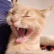 ろびんの画像