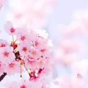 さくら♡ひまわりの画像