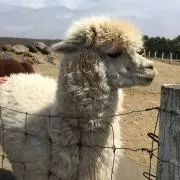 ゆん