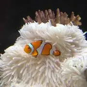 びーちゃんの画像