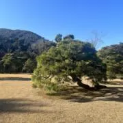 イザナギ⚡️の画像