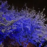 ラグビーの画像