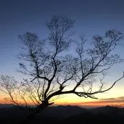 きなこもちの画像