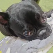 若パパ