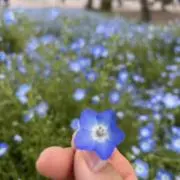 つっちの画像