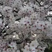 さくらもち⭐︎猫飼ってますの画像