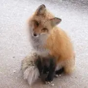 コンコンの画像