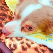 すもも