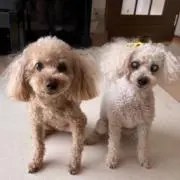 りくりん
