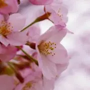 いとうの画像