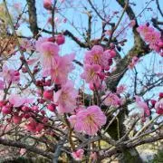 Haruの画像